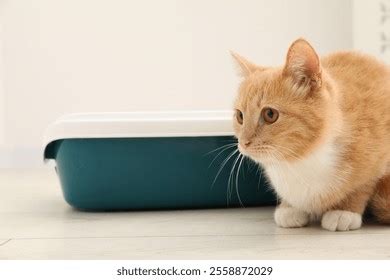 ginger pussy Search